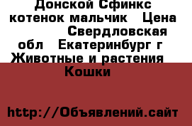 Донской Сфинкс котенок мальчик › Цена ­ 5 000 - Свердловская обл., Екатеринбург г. Животные и растения » Кошки   